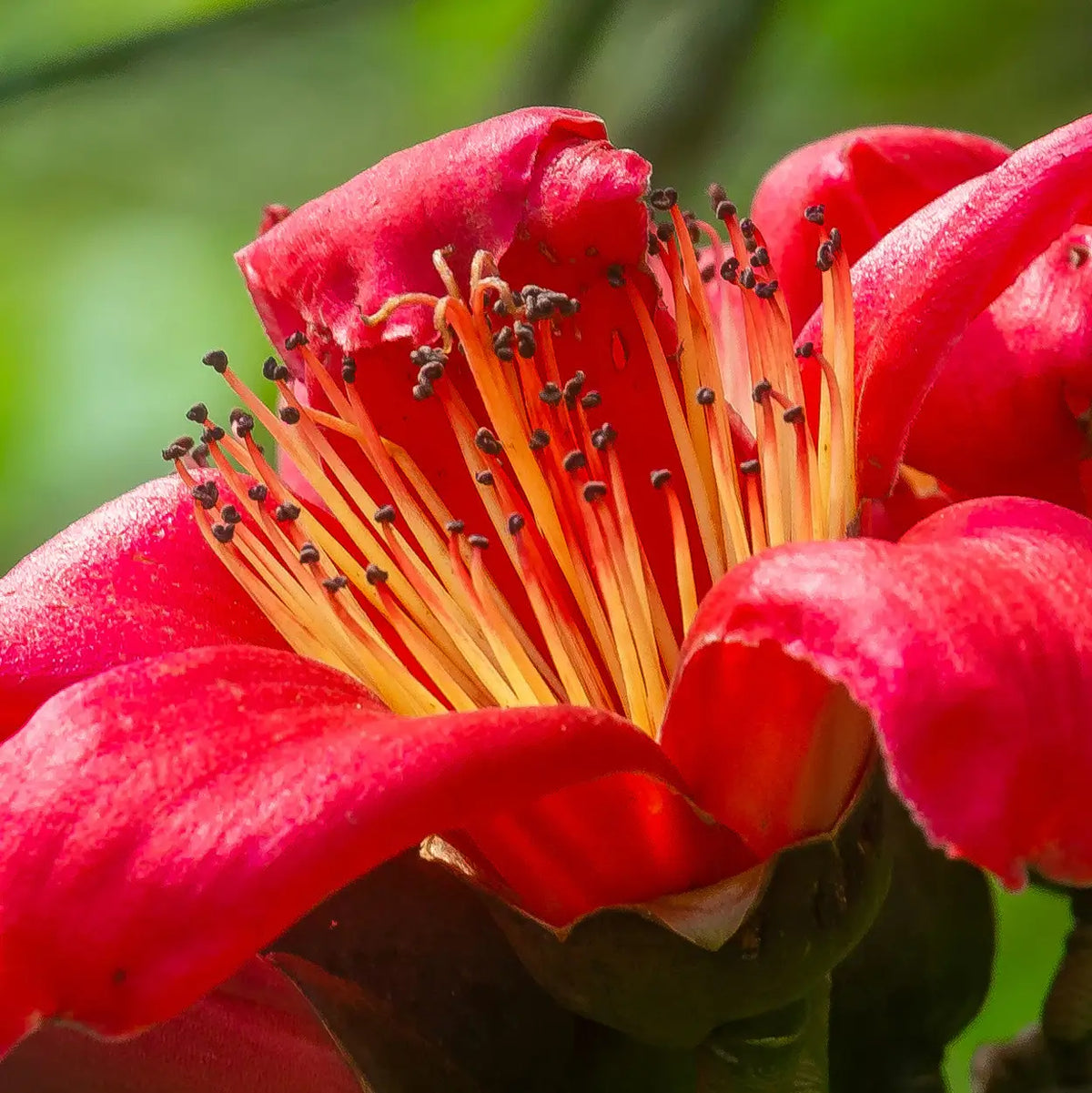 Rote Blume mit langen, gelben Staubblättern, umgeben von unscharfem Hintergrund.
